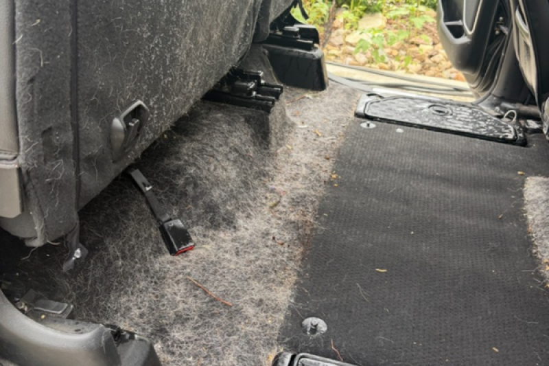 Before Interior Dog Hair